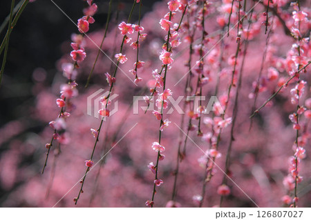 春を告げる紅梅の花 春を告げる紅梅の花 126807027