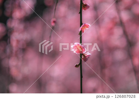 春を告げる紅梅の花 春を告げる紅梅の花 126807028