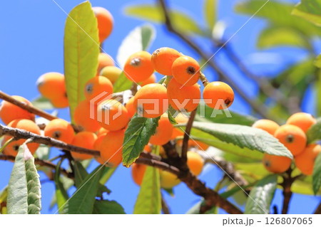 収穫期を迎えた枇杷(ビワ)の実 収穫期を迎えた枇杷(ビワ)の実 126807065