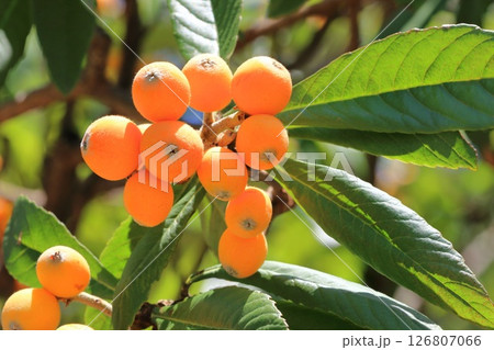 収穫期を迎えた枇杷（ビワ）の実 126807066