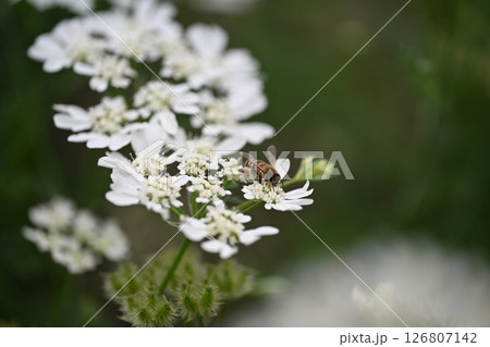 オルレア オルレア 126807142