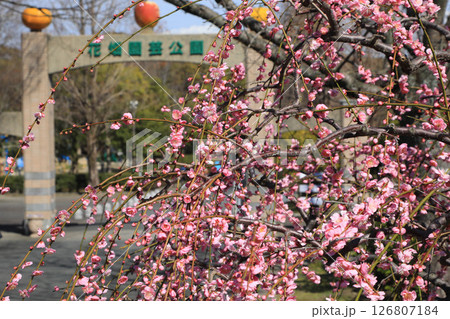 梅の花のある風景 126807184