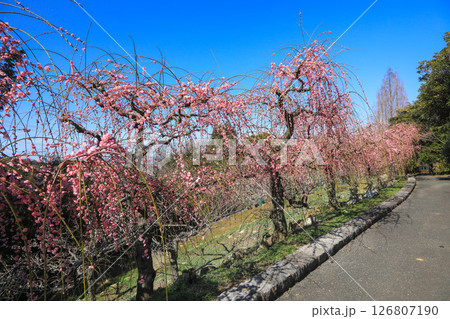 梅の花のある風景 126807190