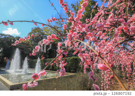 梅の花のある風景 126807192