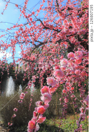梅の花のある風景 126807195