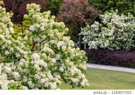 北海道由仁町、初夏の庭を彩るオオデマリ【6月】 126807305