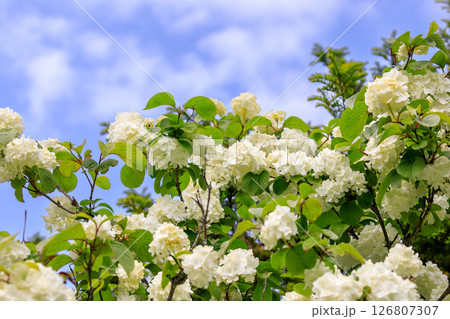 北海道由仁町、初夏の青い空を背景に咲くオオデマリ【6月】 126807307