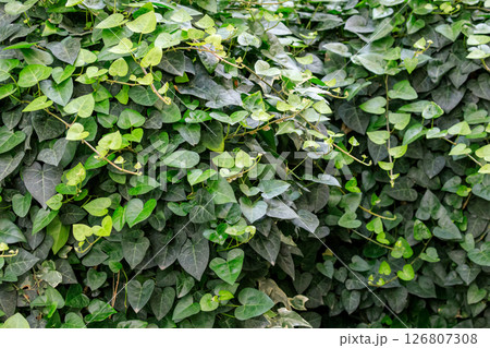 北海道由仁町、壁面を覆うハート型のアイビー【5月】 126807308
