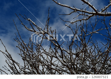 雪が積もった木 雪が積もった木 126807321