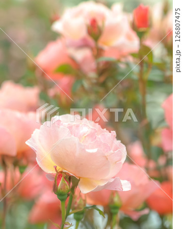 初夏　薔薇のある庭園の風景 126807475