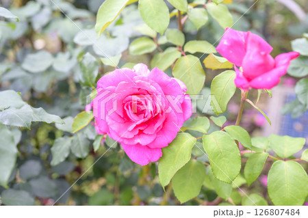 ピンクのバラ バラ 初夏 6月 イメージ ピンクのバラ バラ 初夏 6月 イメージ 126807484