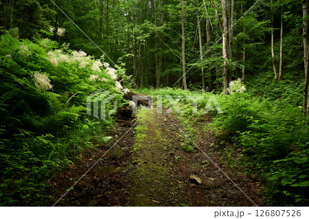 Eco path in the woods. Amazing dirt road hidden among the mountain forest. Foot of Mt. Bilyi Kamin (1062), Turia Poliana, Zakarpattia, Transcarpathia, Polonynian Beskids, Ukrainian Carpathians 126807526