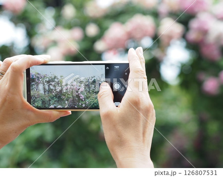 スマホで薔薇を撮影する人 126807531