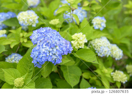 青い紫陽花 アジサイ 梅雨 初夏 【神奈川県 鎌倉市】 青い紫陽花 アジサイ 梅雨 初夏 【神奈川県 鎌倉市】 126807635