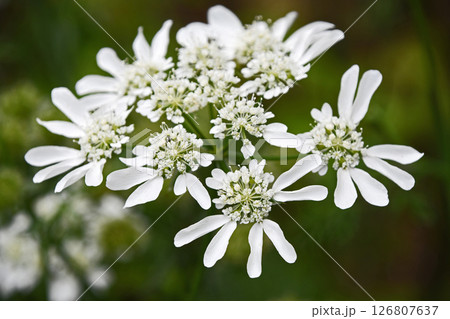 オルレア・ホワイトレース オルレア・ホワイトレース 126807637