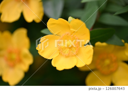 キンシバイ 126807643