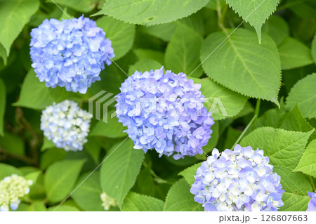 紫陽花 アジサイ 梅雨 初夏 【神奈川県 鎌倉市】 126807663