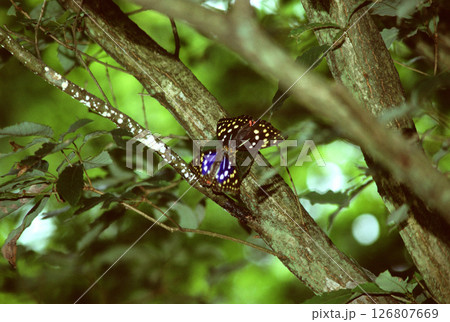 木の枝に止まるオオムラサキのツガイ 126807669