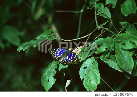 葉にとまるオオムラサキのオス 126807670