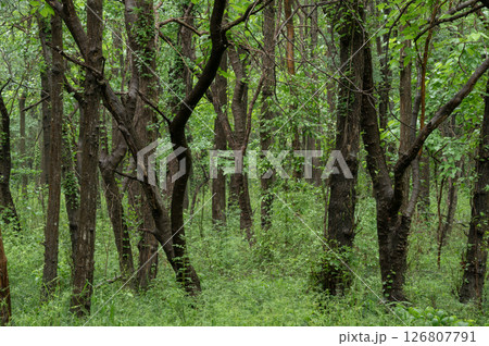 雨に濡れた新緑の森の中 126807791