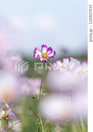 秋の風に揺れるコスモス 秋の風に揺れるコスモス 126807835
