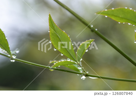 雨の水滴のついた葉 126807840