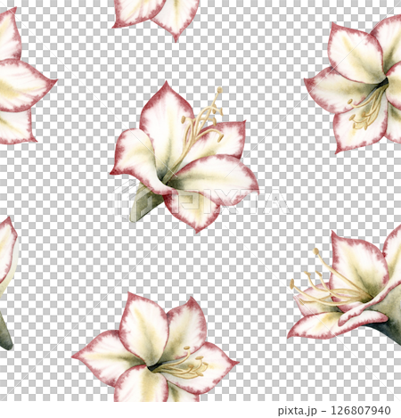 Winter Amaryllis flowers watercolor seamless pattern in botanical style. Simple white red green Hippeastrum winter plant repeat background for Christmas holidays designs Winter Amaryllis flowers watercolor seamless pattern in botanical style. Simple white red green Hippeastrum winter plant repeat background for Christmas holidays designs 126807940
