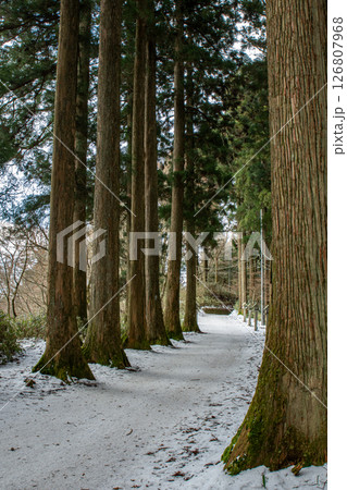 金剛山山頂付近の残雪の杉並木登山道 126807968