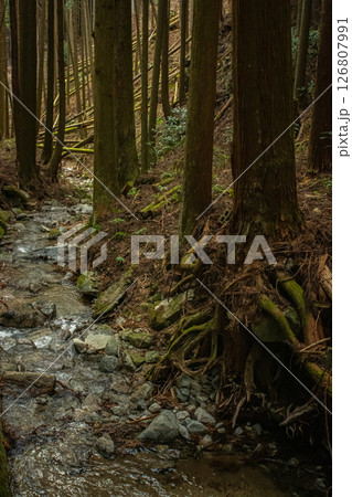 金剛山伏見林道の冬の苔むす小渓流と登山道 126807991