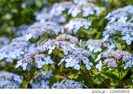 水色のガクアジサイ 紫陽花 梅雨 初夏 6月 【神奈川県】 126808050
