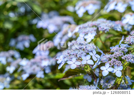 水色のガクアジサイ 紫陽花 梅雨 初夏 6月 【神奈川県】 水色のガクアジサイ 紫陽花 梅雨 初夏 6月 【神奈川県】 126808051
