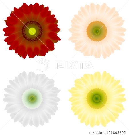 ガーベラ ガーベラ 126808205