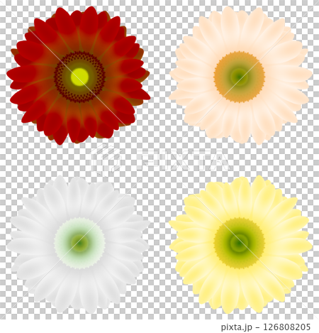 ガーベラ ガーベラ 126808205