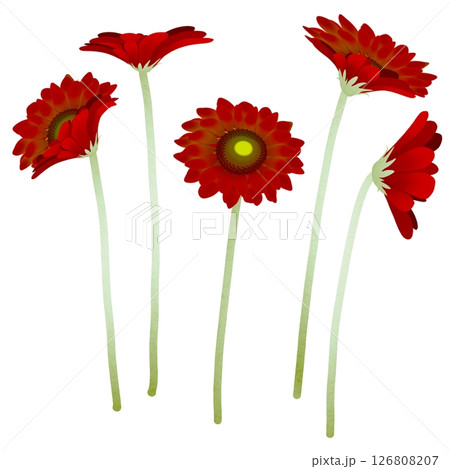 ガーベラ ガーベラ 126808207