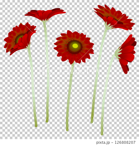 ガーベラ ガーベラ 126808207