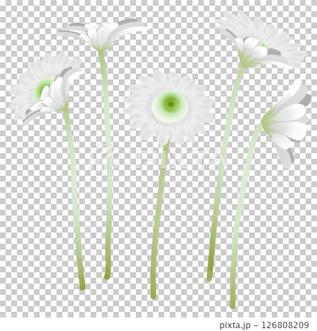 雛菊 雛菊 126808209