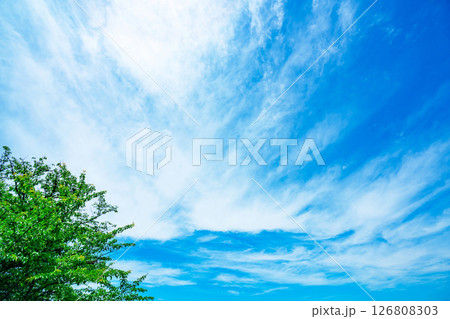 青空と雲と木立 126808303