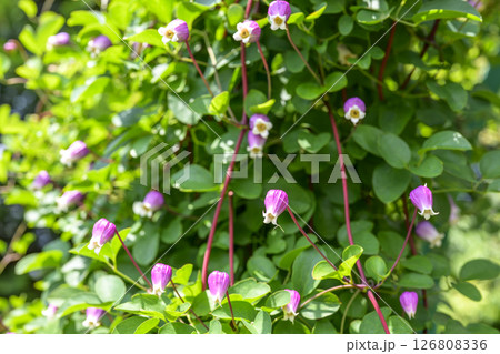 クレマチス ベル 紫色 初夏 素材 126808336