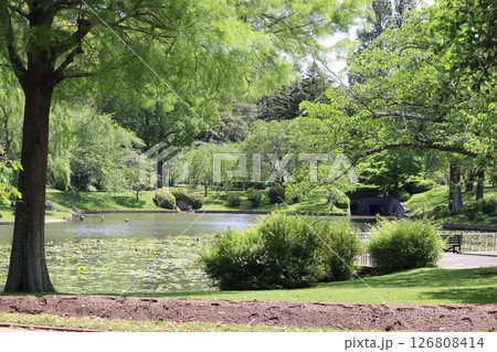 新緑の池 126808414
