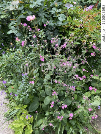 ピンクの花 126808698