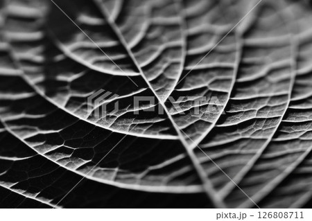 紫陽花の葉 紫陽花の葉 126808711
