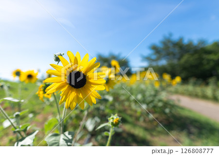 咲き乱れる小型のヒマワリと照りつける夏の太陽 126808777