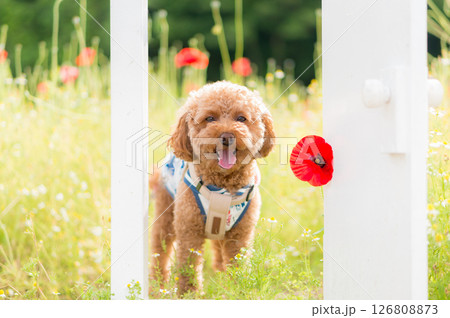 ＜ゆかいな仲間たち＞ トイプードルと白い扉 126808873
