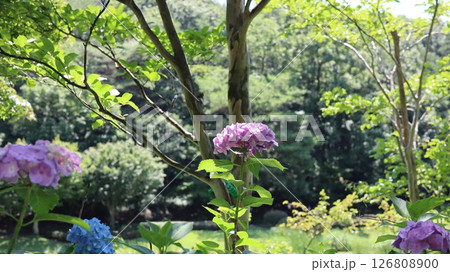 梅雨の晴れ間に咲く紫陽花 かさく紫陽花 　笠間芸術の森公園 126808900