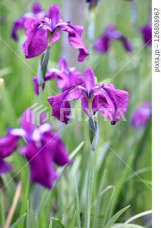 花菖蒲・あやめ 花菖蒲・あやめ 126808967