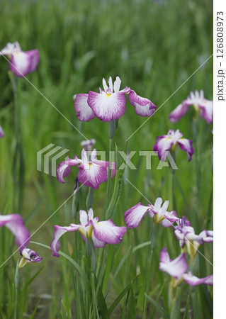 花菖蒲・あやめ 126808973