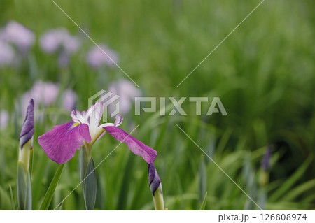 花菖蒲・あやめ 126808974