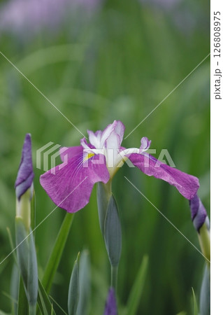 花菖蒲・あやめ 126808975