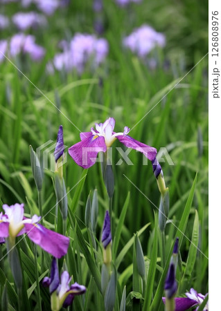 花菖蒲・あやめ 花菖蒲・あやめ 126808976