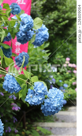 梅雨の雨に濡れる紫陽花 鷲子山上神社 梅雨の雨に濡れる紫陽花 鷲子山上神社 126809064